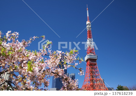 東京・芝公園に咲く満開の河津桜と東京タワー、春の訪れを告げる日本の象徴的な風景。インバウンド観光、旅 137618239
