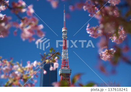 東京・芝公園に咲く満開の河津桜と東京タワー、春の訪れを告げる日本の象徴的な風景。インバウンド観光、旅 137618241