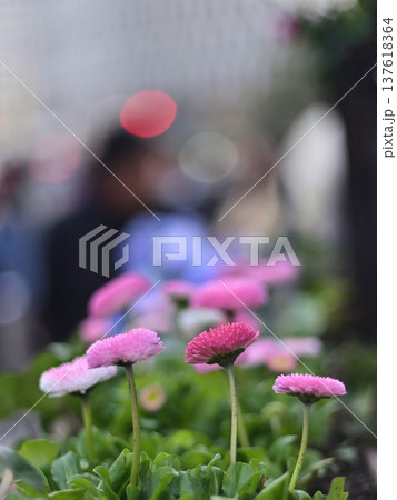 春の光を浴びて背を伸ばすピンクのデージーのローアングル 137618364