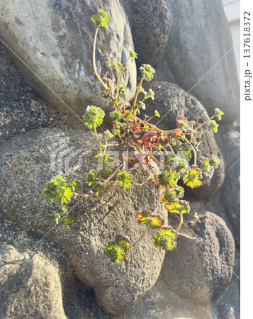 石垣の隙間から生える雑草と逆光の風景 137618372