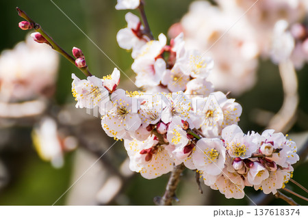 春を告げる白い梅の花とつぼみ 137618374
