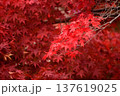 一面に広がる鮮やかな紅葉 137619025