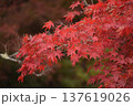 深く色づいた秋の紅葉と自然のコントラスト 137619026