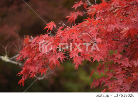 深く色づいた秋の紅葉と自然のコントラスト 137619026