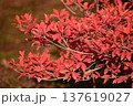 秋の陽光に照らされて赤く色づいたドウダンツツジの紅葉 137619027