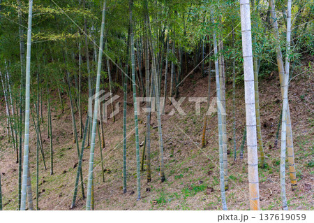 間引かれた竹林の開放的な風景 間引かれた竹林の開放的な風景 137619059