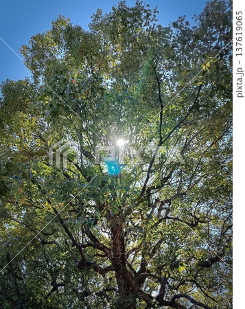 新緑の木々に差し込む太陽 137619065