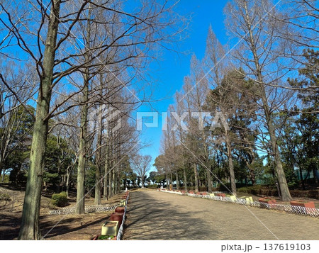 メタセコイア並木が続く冬の公園 メタセコイア並木が続く冬の公園 137619103