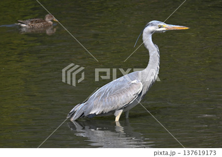 獲物を狙うアオサギとカルガモ 137619173