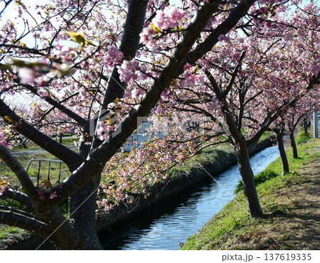 川沿いと河津桜 川沿いと河津桜 137619335