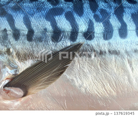 Fish skin texture of mackerel with fin close up 137619345