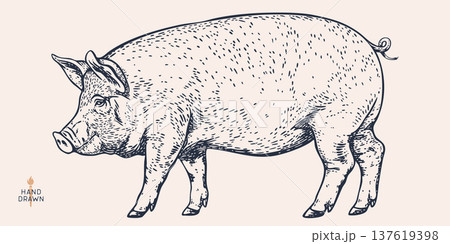 Pork, pig, hog, meat sketch, hand drawn 137619398