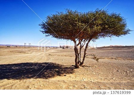 Solitary desert tree casting shadow under clear blue sky in morocco 137619399