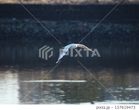 荒川の水面を飛ぶユリカモメ 137619473