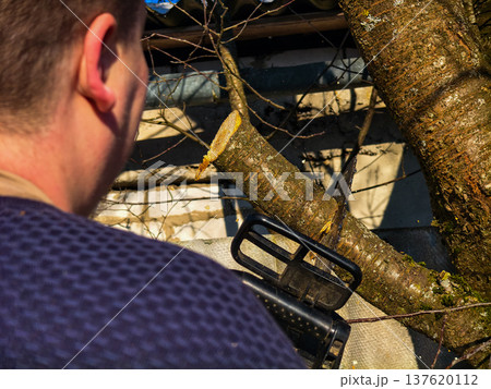 Man actively using a chainsaw to cut a thick tree branch, working on tree pruning and removal, creating sawdust and demonstrating a woodworking process outdoors. Man actively using a chainsaw to cut a thick tree branch, working on tree pruning and removal, creating sawdust and demonstrating a woodworking process outdoors. 137620112