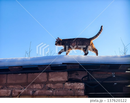 Tabby cat walking cautiously on a snow-covered roof against a clear blue sky, navigating the cold winter environment with sunlight illuminating its fur. 137620122