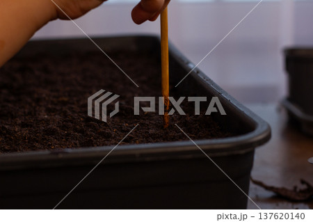 Adult hand holding a wooden stick making a small hole in rich dark soil inside a black rectangular tray, preparing for future planting and the growth of new seedlings. 137620140