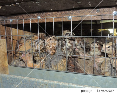 Pied domestic quails in a cage eating from a feeder installed behind the bars, caged keeping of farm birds, Phoenix and Pharaoh quails behind a metal mesh in a cage in a barn 137620587
