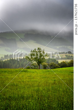 Sao Miguel Island Landscape Sao Miguel Island Landscape 137621736