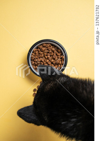 A black dog eats dry food from a bowl on a yellow isolated background. 137621782