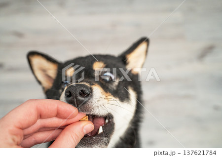 A cute black Shiba Inu puppy accepts food from a person's hand on a light wooden floor close up. 137621784