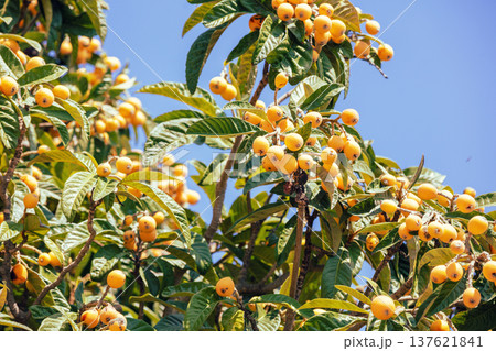 Eriobotrya japonica tree with ripe orange fruits against blue sky 137621841