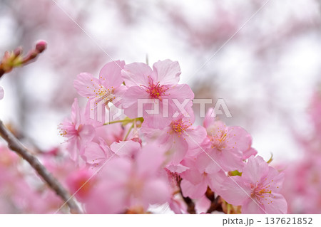 春の訪れを告げる河津桜 春の訪れを告げる河津桜 137621852