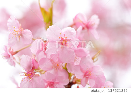 春の訪れを告げる河津桜 137621853