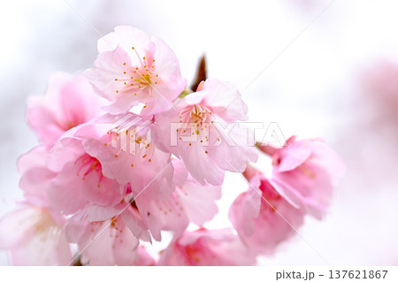 春の訪れを告げる河津桜 春の訪れを告げる河津桜 137621867