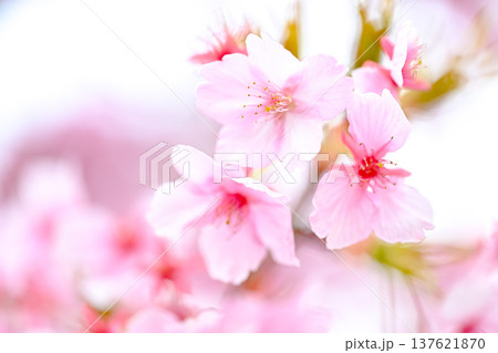 春の訪れを告げる河津桜 137621870