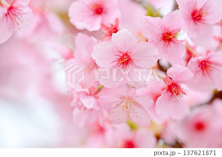 春の訪れを告げる河津桜 春の訪れを告げる河津桜 137621871