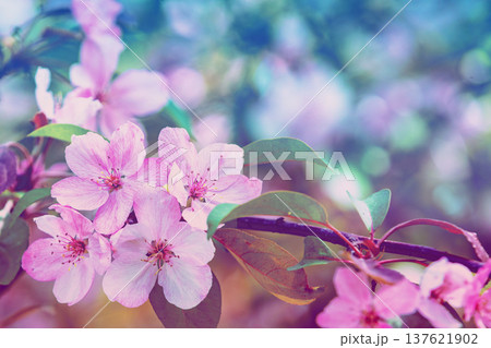 Cherry blossom branches in pastel colors at sunset. Color gradient Cherry blossom branches in pastel colors at sunset. Color gradient 137621902
