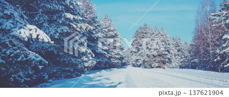 Winter forest covered with snow on a sunny day. Pine forest in winter.  Horizontal banner 137621904