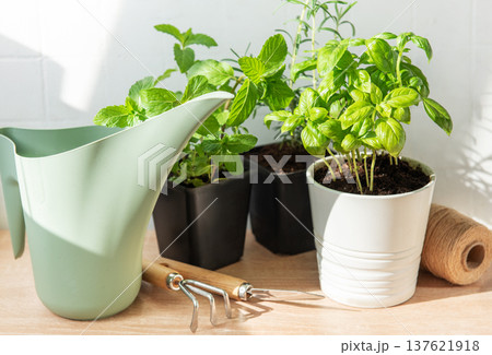 Fresh herbs growing in pots with gardening tools 137621918