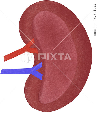 spleen anatomy spleen anatomy 137621953