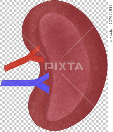 spleen anatomy spleen anatomy 137621953