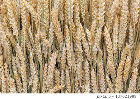 ears of mature wheat gathered in a sheaf, close up ears of mature wheat gathered in a sheaf, close up 137621999