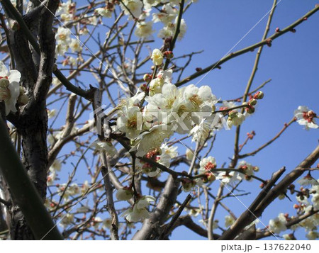 青空に咲く梅の花と枝 137622040