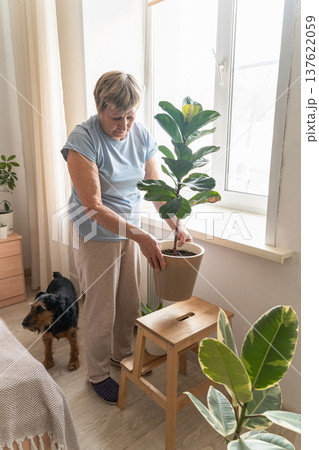 An elderly woman tends to her fiddle-leaf fig at home, enjoying gardening in the company of her pet dog. An authentic moment, an active retirement lifestyle 137622059