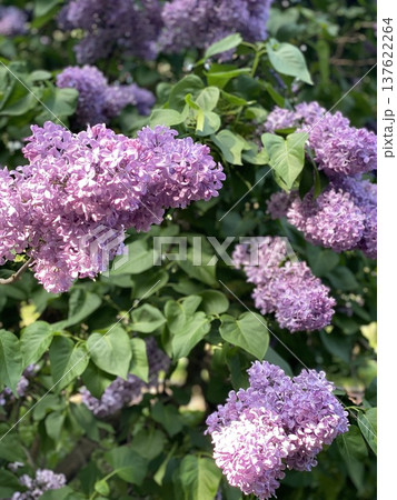 Lilac bushes with clusters of vibrant purple blooms in lush green foliage, perfect for background Lilac bushes with clusters of vibrant purple blooms in lush green foliage, perfect for background 137622264