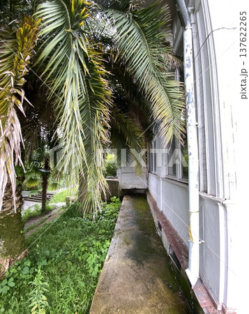 Lush outdoor garden path with palm trees and greenery next to weathered white building 137622265