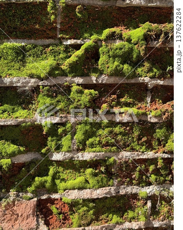 Moss growing on aged stone wall creating a natural textured background in vertical orientation 137622284