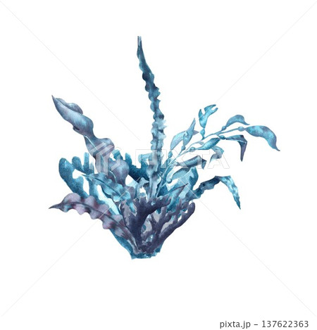 A composition of blue, gray, and silver algae with leaves, hand-drawn in watercolor on an isolated background. Simple clip art of marine plants for bathroom design, aquarium, and underwater elements. A composition of blue, gray, and silver algae with leaves, hand-drawn in watercolor on an isolated background. Simple clip art of marine plants for bathroom design, aquarium, and underwater elements. 137622363