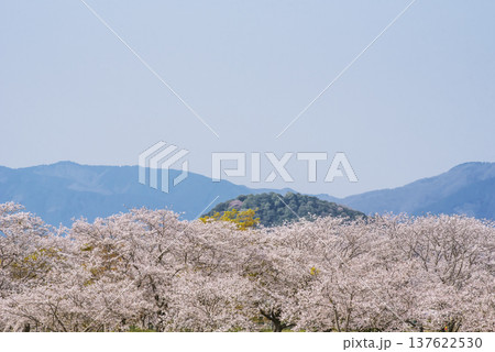 桜咲く藤原宮跡　飛鳥・藤原の宮都　桜並木と大和三山　奈良観光スポット 137622530