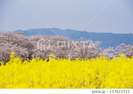 桜咲く藤原宮跡　菜の花畑と桜並木の風景　奈良観光スポット 137622531