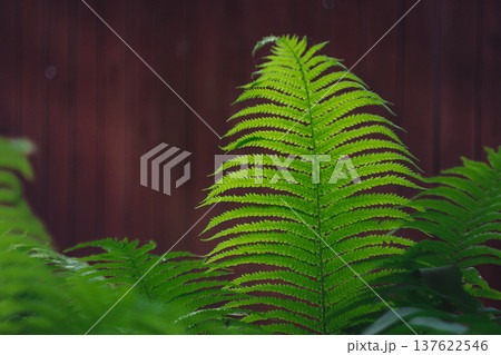 A juicy fern leaf in the sunlight A juicy fern leaf in the sunlight 137622546