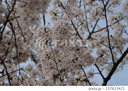 桜の枝に咲く白い花のクローズアップ 137623421