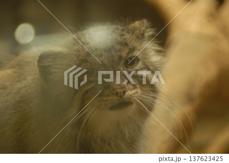 ガラス越しに観察されたマヌルネコの表情 ガラス越しに観察されたマヌルネコの表情 137623425