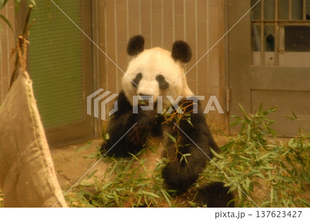 竹を食べるパンダの室内展示風景 竹を食べるパンダの室内展示風景 137623427