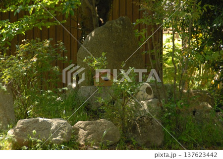 石と鳥の巣箱がある庭の自然風景 石と鳥の巣箱がある庭の自然風景 137623442